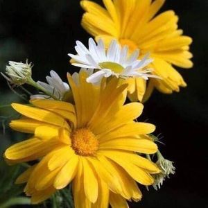 Meet your Posher, Elsa